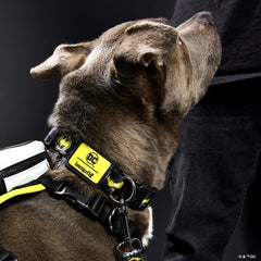 dc comics batman™ 85th anniversary dog collar